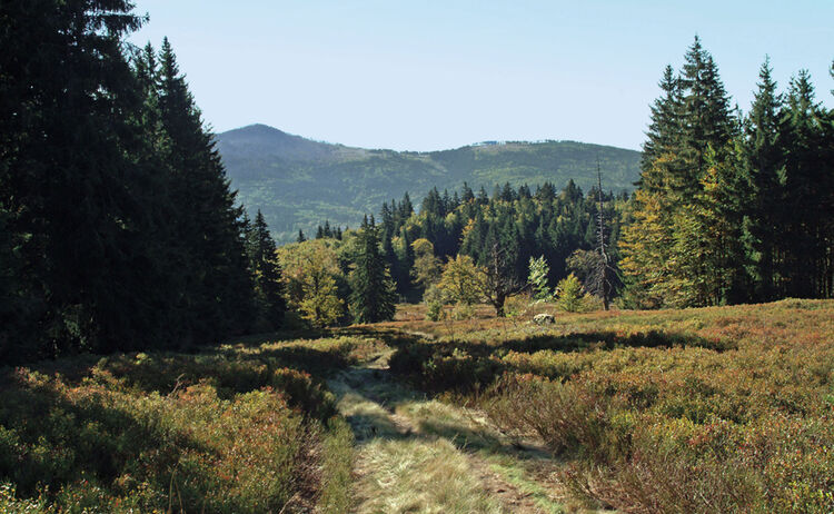 Goldsteig Blick Schachten Auf Rachel Foto Michael Koerner