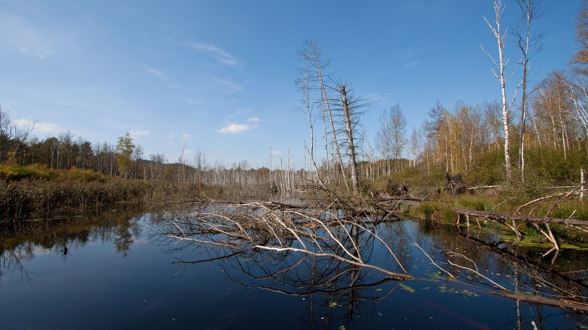 Prackendorfer und Kulzer Moos | © Stefan Gruber / Quelle: LAG BBB